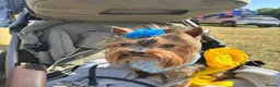 Yorkshire Terrier dogs for sale: Yorkshire terrier pups - Advert 8