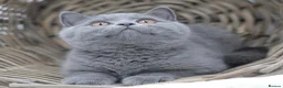 British Shorthair cats for sale: READY NOW REGISTERED CHUNKY BRITISH SHORTHAIRS - Advert 5