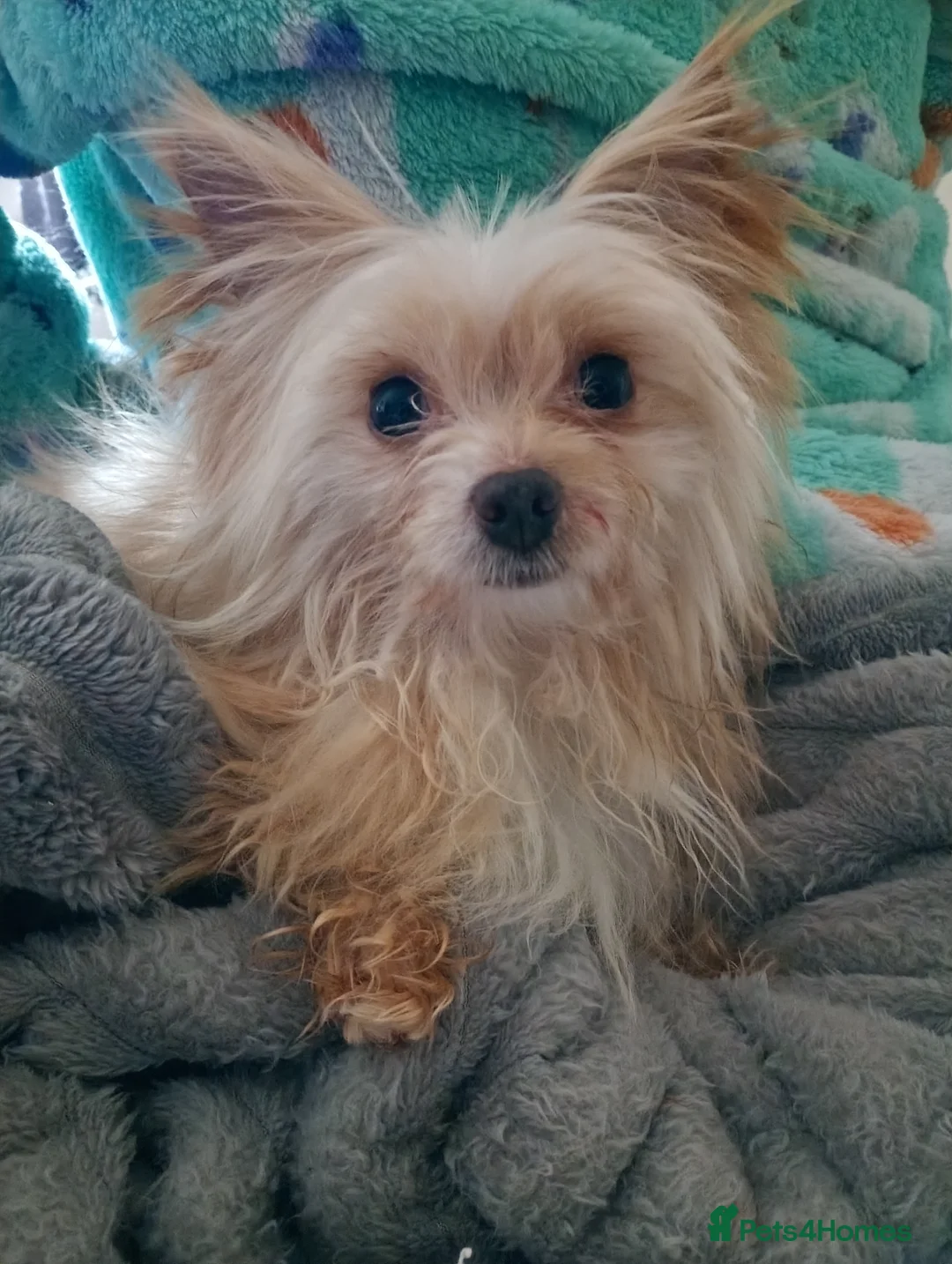 Chihuahua dogs for sale: Rehoming - Advert 1