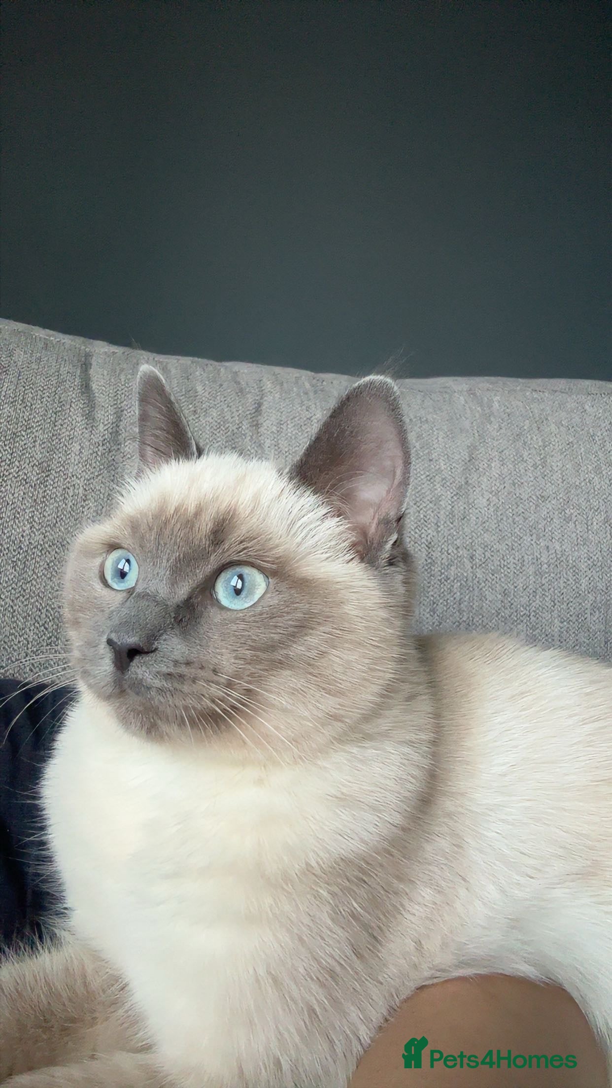 Ragdoll cats Ragdoll kitten for sale - Advert 17