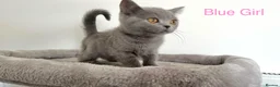 British Shorthair cats for sale: 5 British Shorthair Kittens in Wellingborough - Advert 9