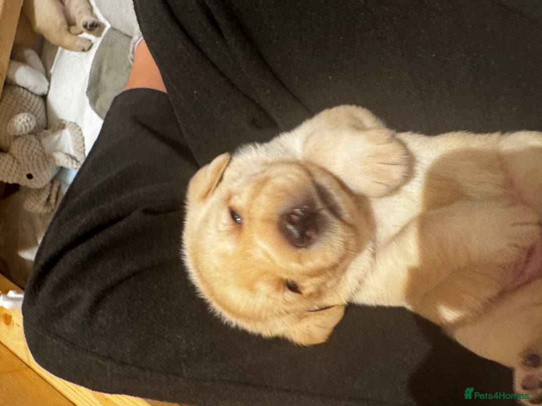 Labrador Retriever dogs for sale: English yellow Labradors  - Image 14