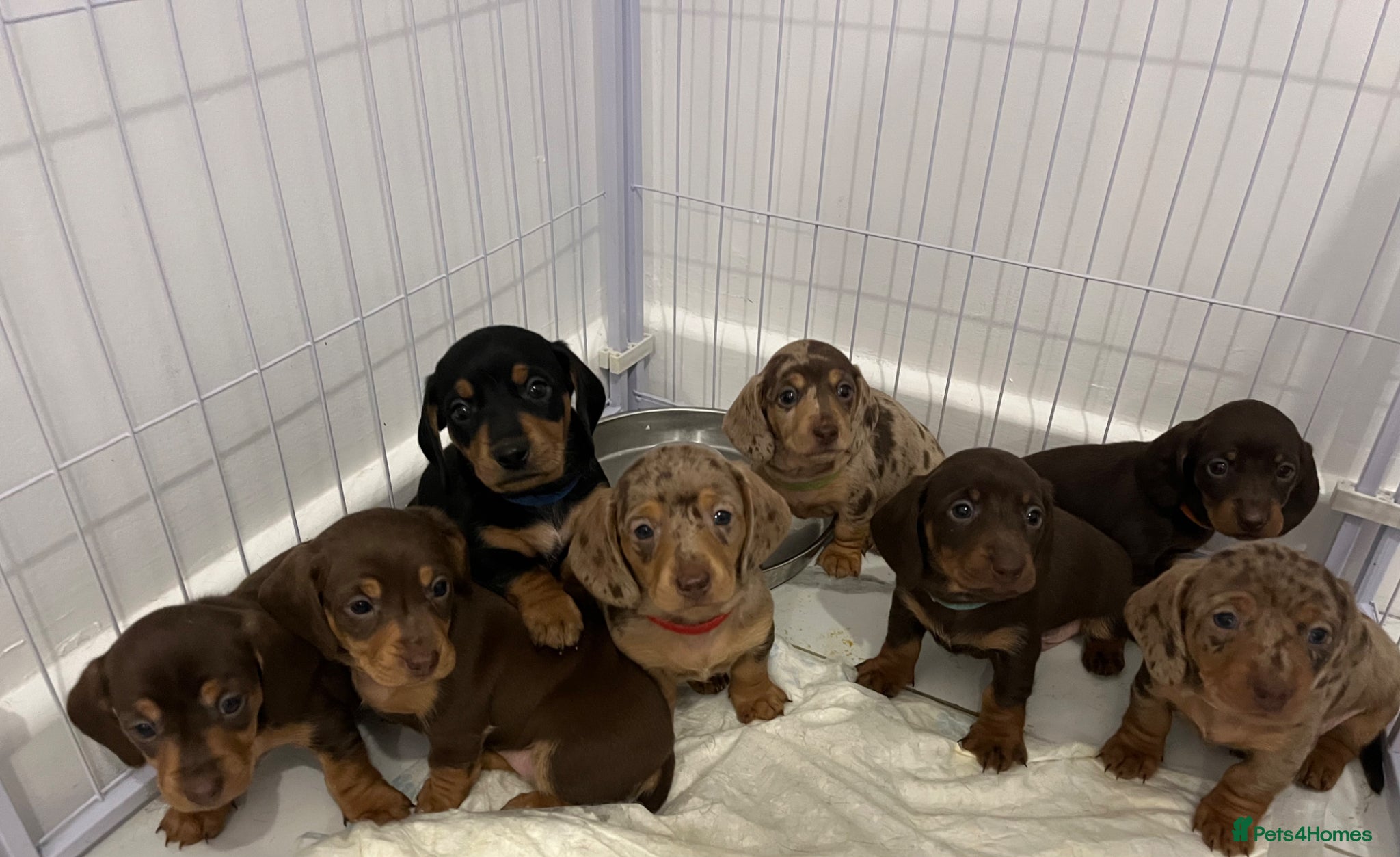 Dachshund dogs 🐾 dachshund puppies🐾 - Advert 1