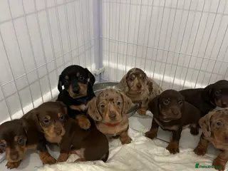 Dachshund dogs 🐾 dachshund puppies🐾 - Advert 1