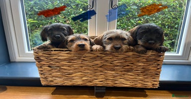 Dachshund dogs - Advert 12