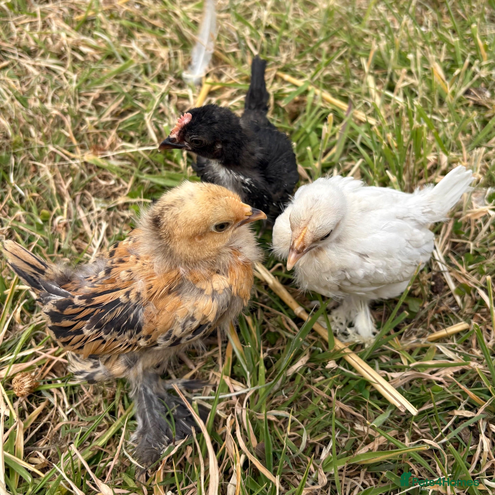 Chickens poultry Sablepoot 'Booted Bantam' Trio  - Advert 1