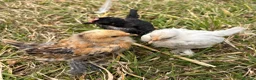 Chickens poultry for sale: Sablepoot 'Booted Bantam' Trio  - Advert 1