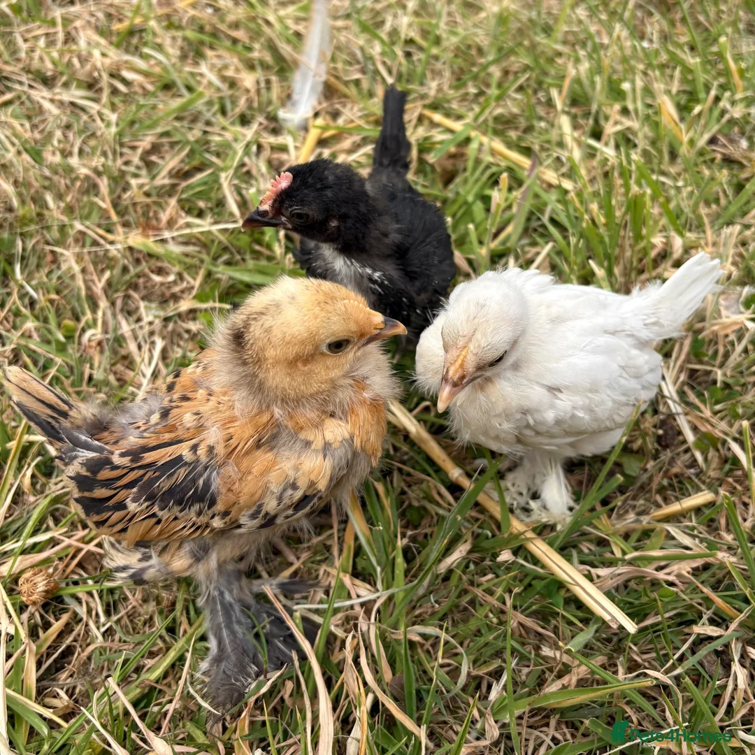 Chickens poultry for sale: Sablepoot 'Booted Bantam' Trio  - Advert 1