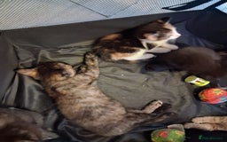 Mixed Breed cats for sale: CUTE KITTIES❤💕 - Image 9