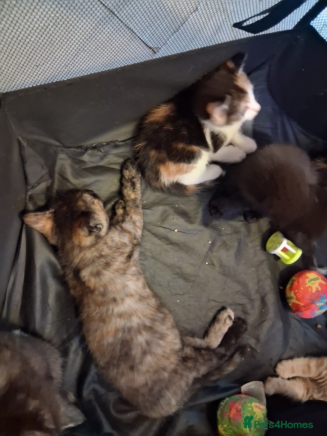 Mixed Breed cats for sale: CUTE KITTIES❤💕 - Image 9