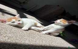 Domestic Shorthair cats for sale: 5 kittens available  - Image 11