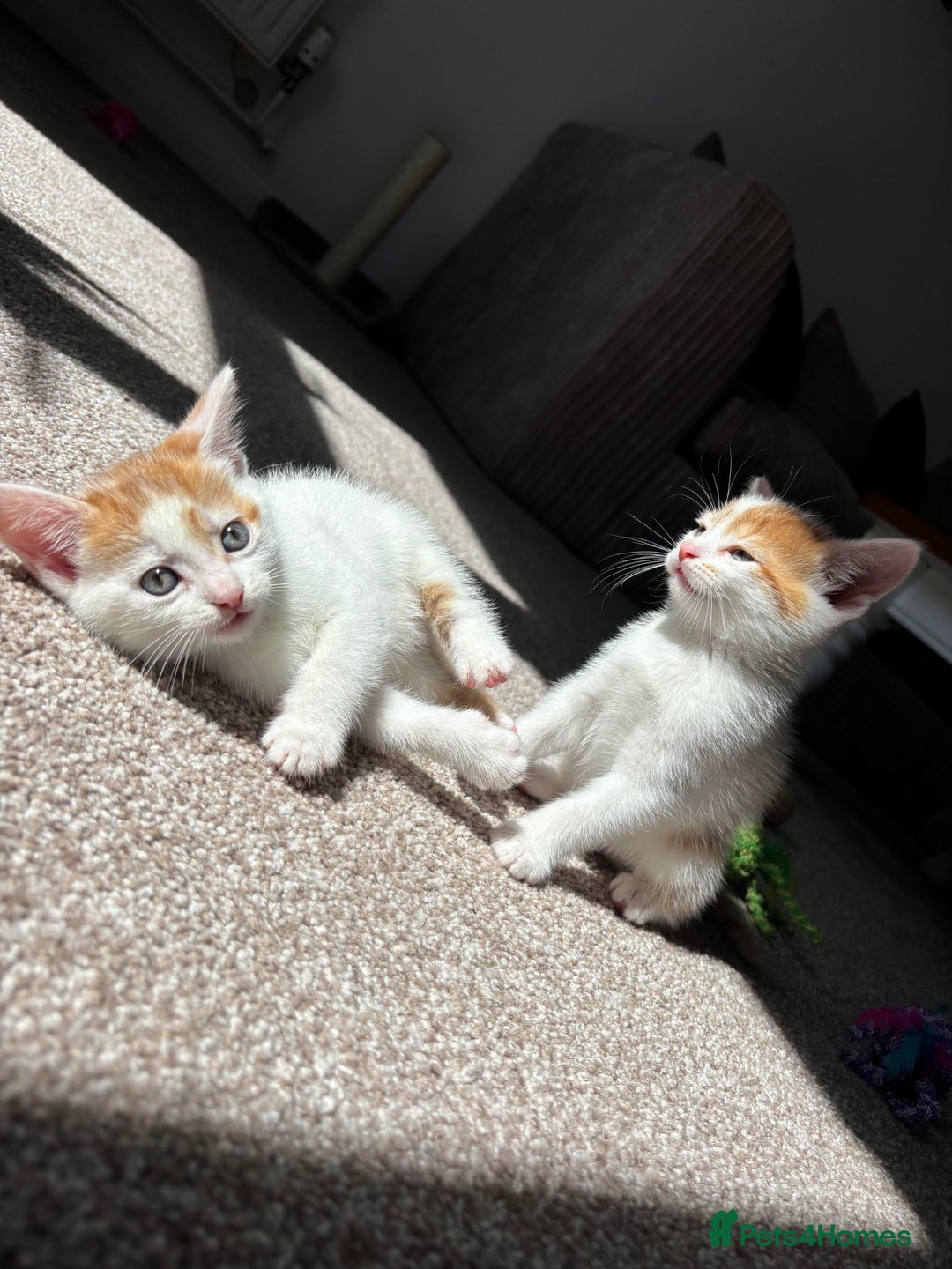 Domestic Shorthair cats for sale: 5 kittens available  - Image 11