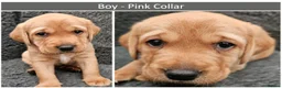 Labrador Retriever dogs for sale: Red Fox Labs : Health Checked-KC Reg-FTCH Pedigree - Advert 6