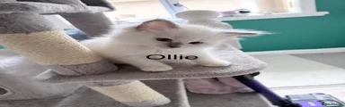 Ollie