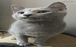 Russian Blue cats for sale: Russian blue  - Image 5