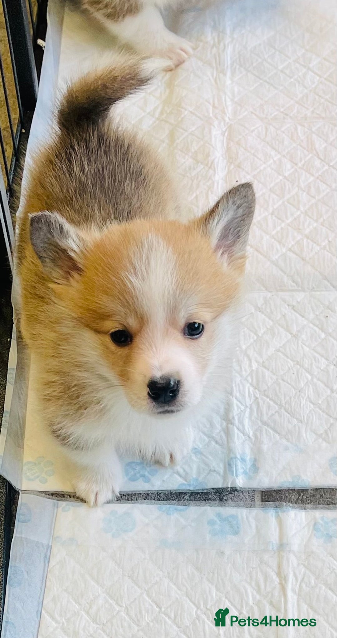 Welsh Corgi Pembroke dogs for sale: Beautiful Corgi Boy Puppies - Advert 5