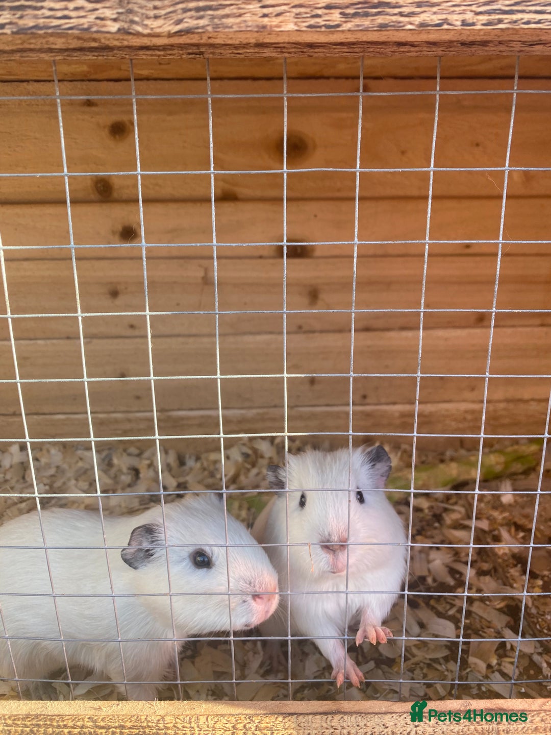 Guinea Pig rodents for sale: Lovely pigs for sale for sale good home please . - Advert 3