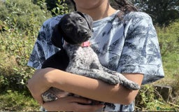 German Shorthaired Pointer dogs for sale: 3boys 3girls left ‼️Stunning Litter of GSP puppies - Image 9