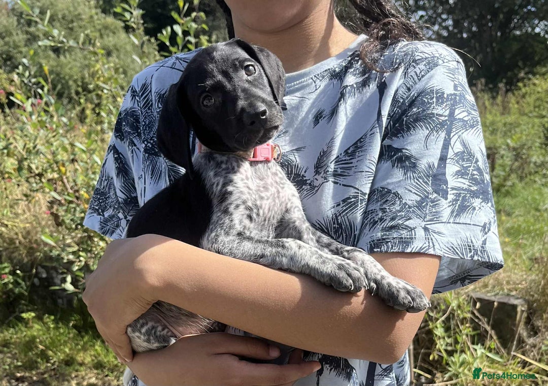 German Shorthaired Pointer dogs for sale: 3boys 3girls left ‼️Stunning Litter of GSP puppies - Image 9