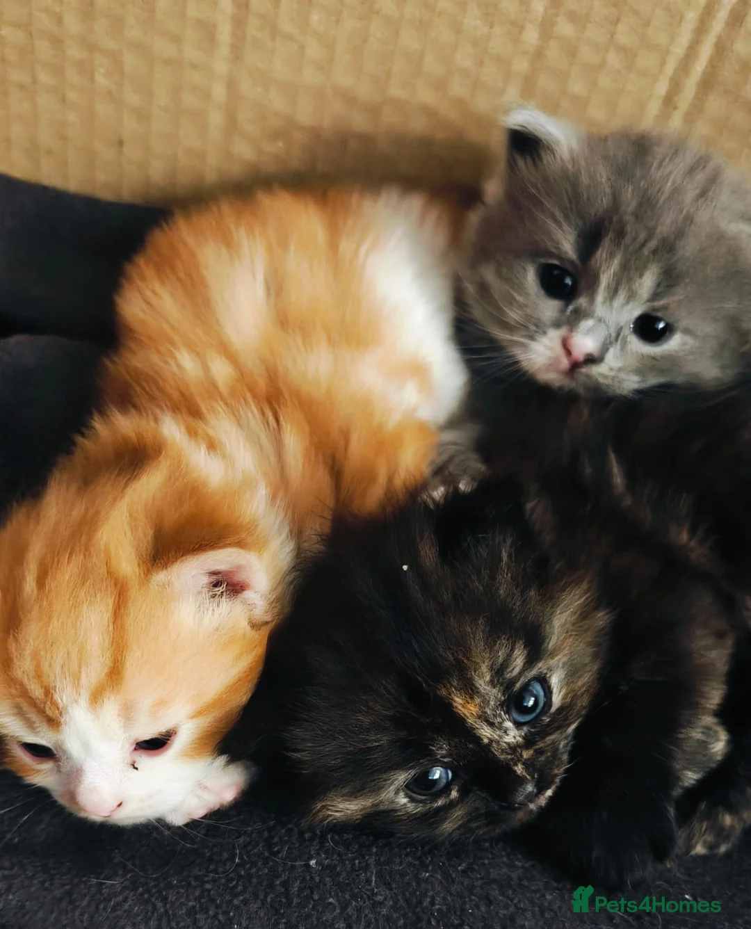 Ragdoll cats for sale: Championship bloodline RagdollxRagamuffin*3 kitten - Advert 1