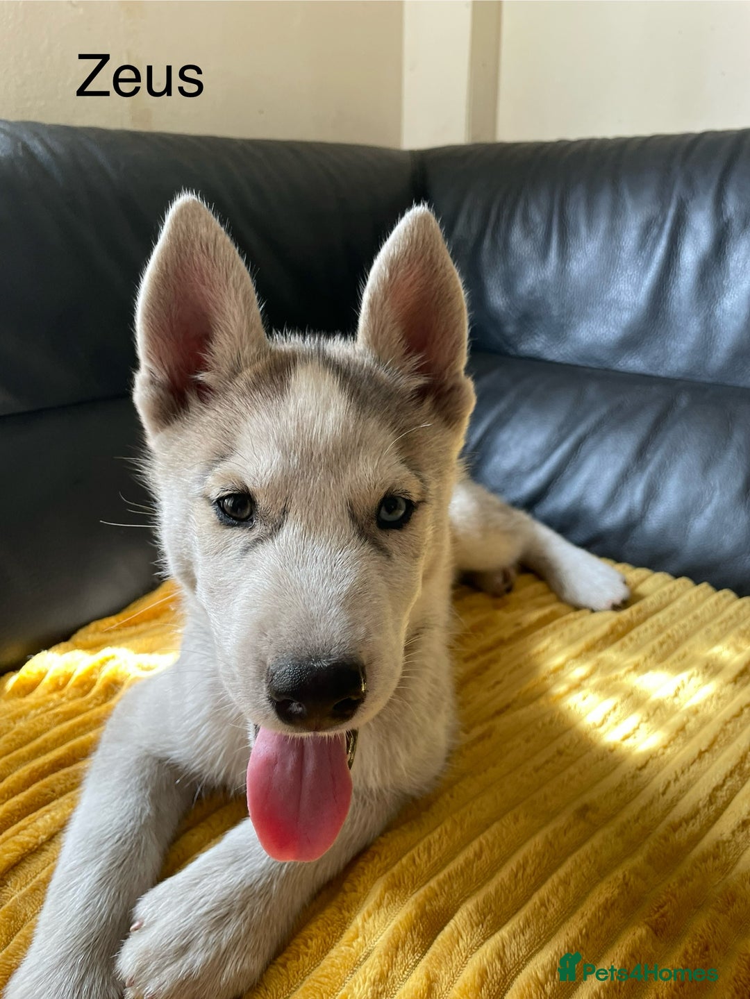 Siberian Husky dogs for sale: Siberian Husky puppies ❤️ - Image 10