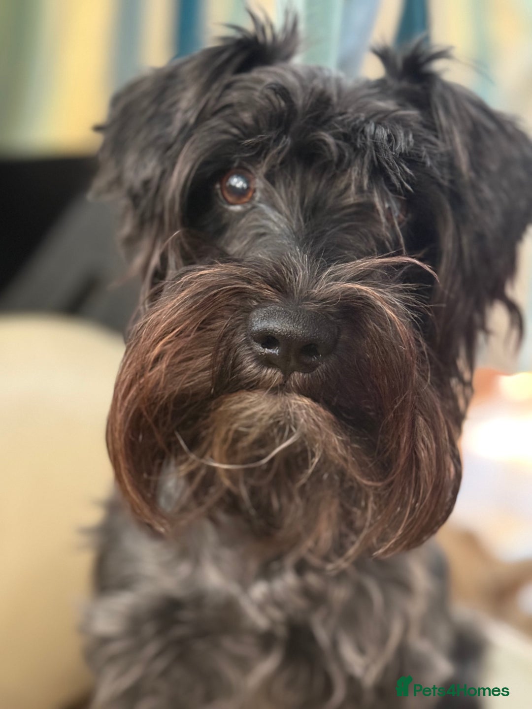 Miniature Schnauzer dogs for sale: 🎄🧑‍🎄Gorgeous KC Reg mini Schnauzers - Image 6