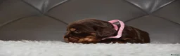 Cocker Spaniel dogs for sale: Kc Reg Show Type Cocker Spaniel  Health Tested - Advert 12
