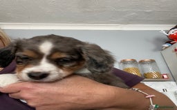 Mixed Breed dogs for sale: Border collie/Cocker Spaniel  - Image 8