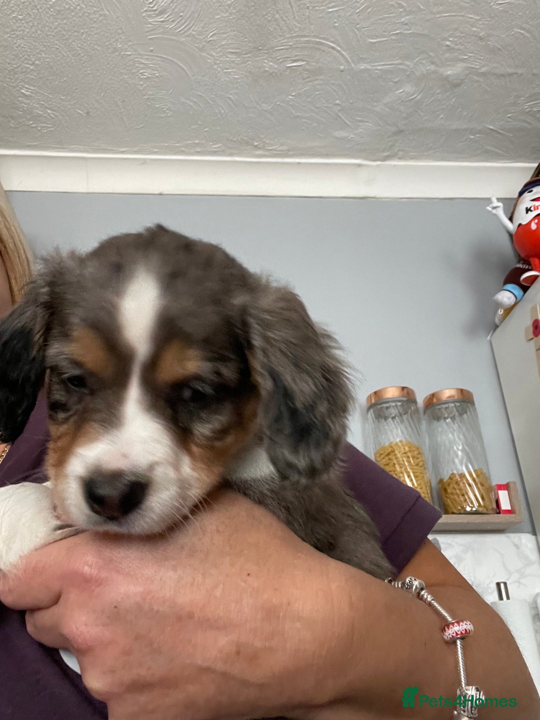 Mixed Breed dogs for sale: Border collie/Cocker Spaniel  - Image 8