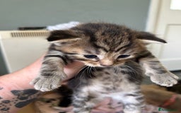 Mixed Breed cats for sale: Kittens tabby - Image 8