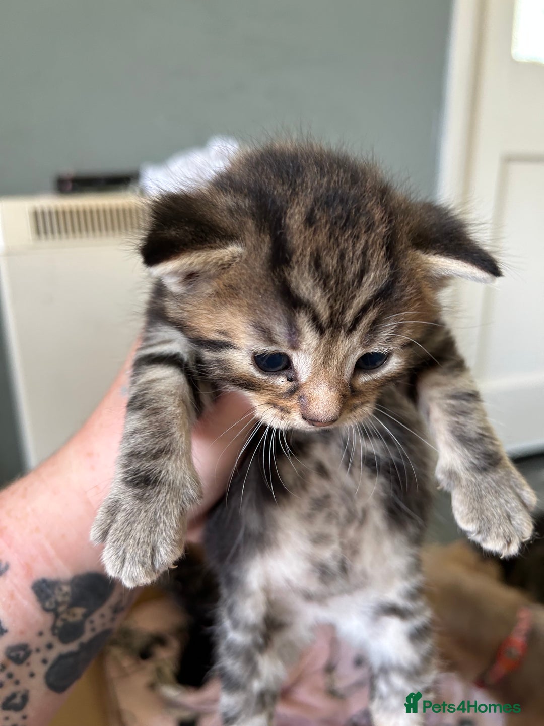 Mixed Breed cats for sale: Kittens tabby - Image 8