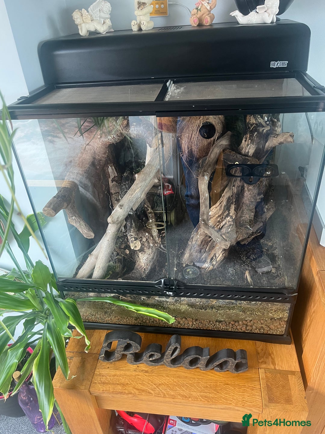Gecko reptiles for sale: Created Geko’s with tank  - Image 7