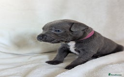 Staffordshire Bull Terrier dogs for sale: 7 Blue Staffordshire bull terrier puppies - Image 5