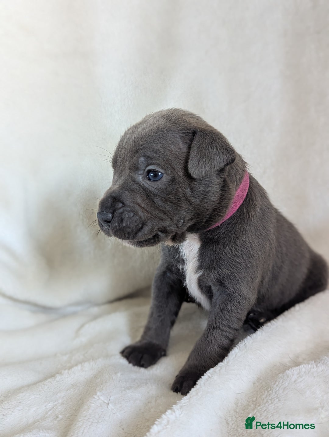Staffordshire Bull Terrier dogs for sale: 7 Blue Staffordshire bull terrier puppies - Image 5