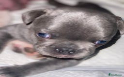 French Bulldog dogs for sale: Gorgeous French bulldog puppies 1 m & 1 f - Image 2