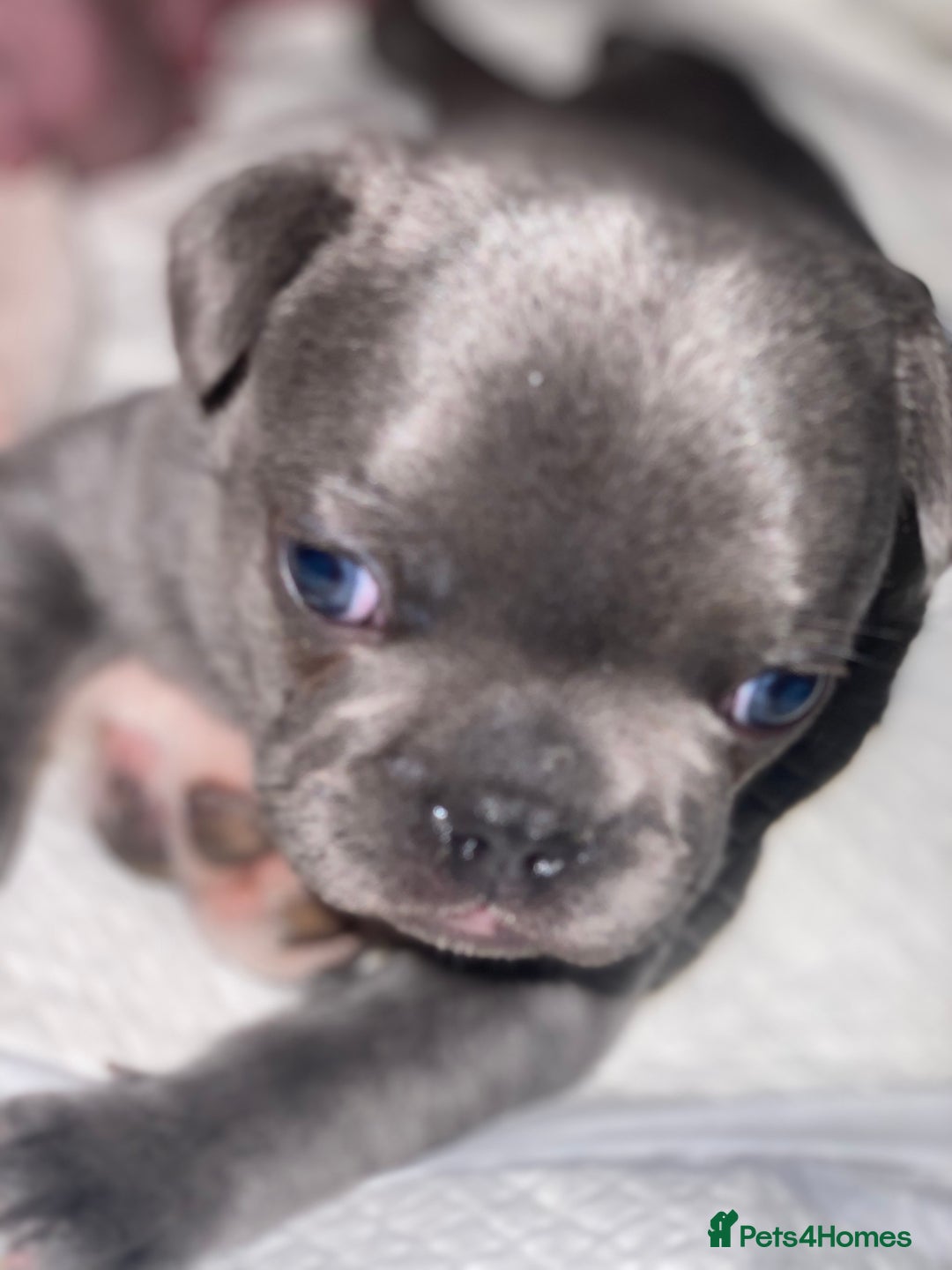 French Bulldog dogs for sale: Gorgeous French bulldog puppies 1 m & 1 f - Image 2