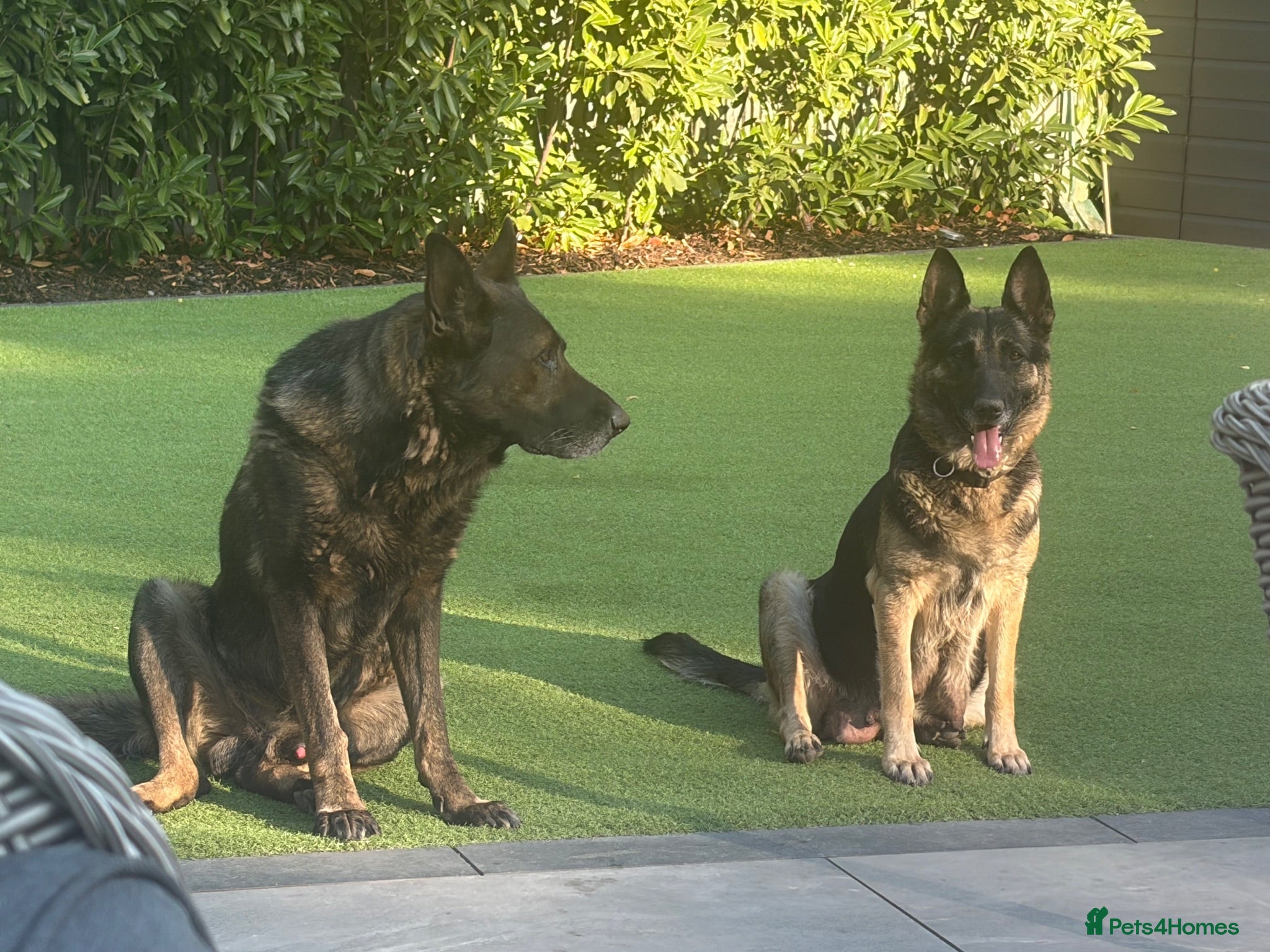 German Shepherd dogs German shepherd puppies rare all black - Advert 2