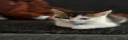Mixed Breed cats for sale: 3 Gorgeous Kittens Looking for Their Forever Homes - Advert 3