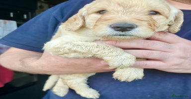 Goldendoodle dogs - Advert 2