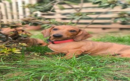 Dachshund dogs for sale: READY NOW-Champions Line Standard Dachshund KC REG in Coventry - Image 4