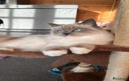 Ragdoll cats for sale: Very friendly fluffy girls - Image 5