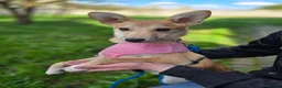 Mixed Breed dogs for adoption: ❤️🐶 BAMBI – SOFT NATURE, BEAUTIFUL BALANCE in Burton-on-Trent - Advert 18