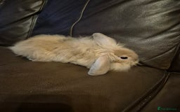 Lionhead rabbits for sale: Beautiful Lion head buck male  - Image 7