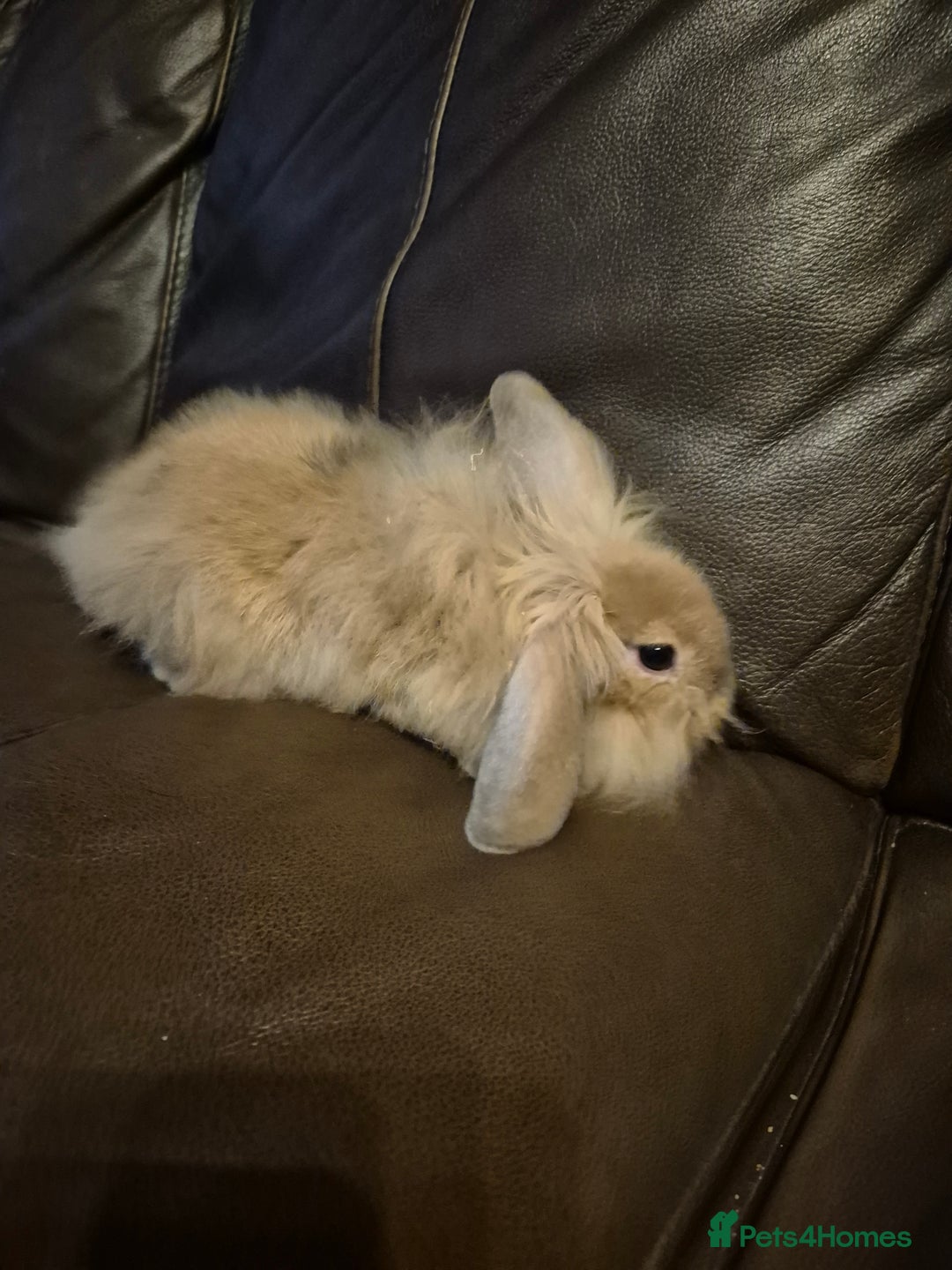 Lionhead rabbits for sale: Beautiful Lion head buck male  - Image 7