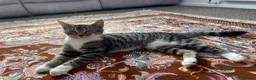 British Shorthair cats for sale: Kittens  - Advert 2