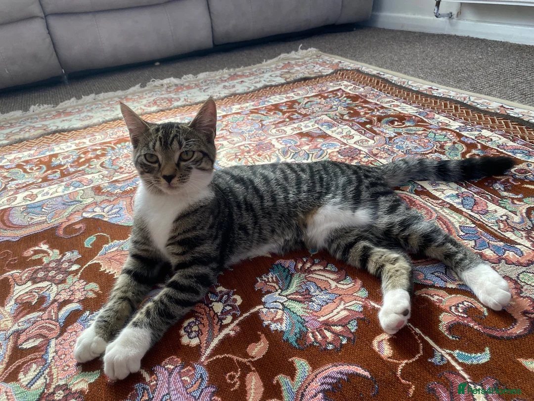 British Shorthair cats for sale: Kittens  - Advert 2