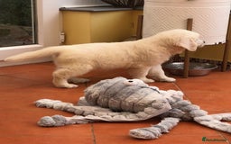 Golden Retriever dogs for sale: Home bred Chunky cream Goldie pups - Image 8