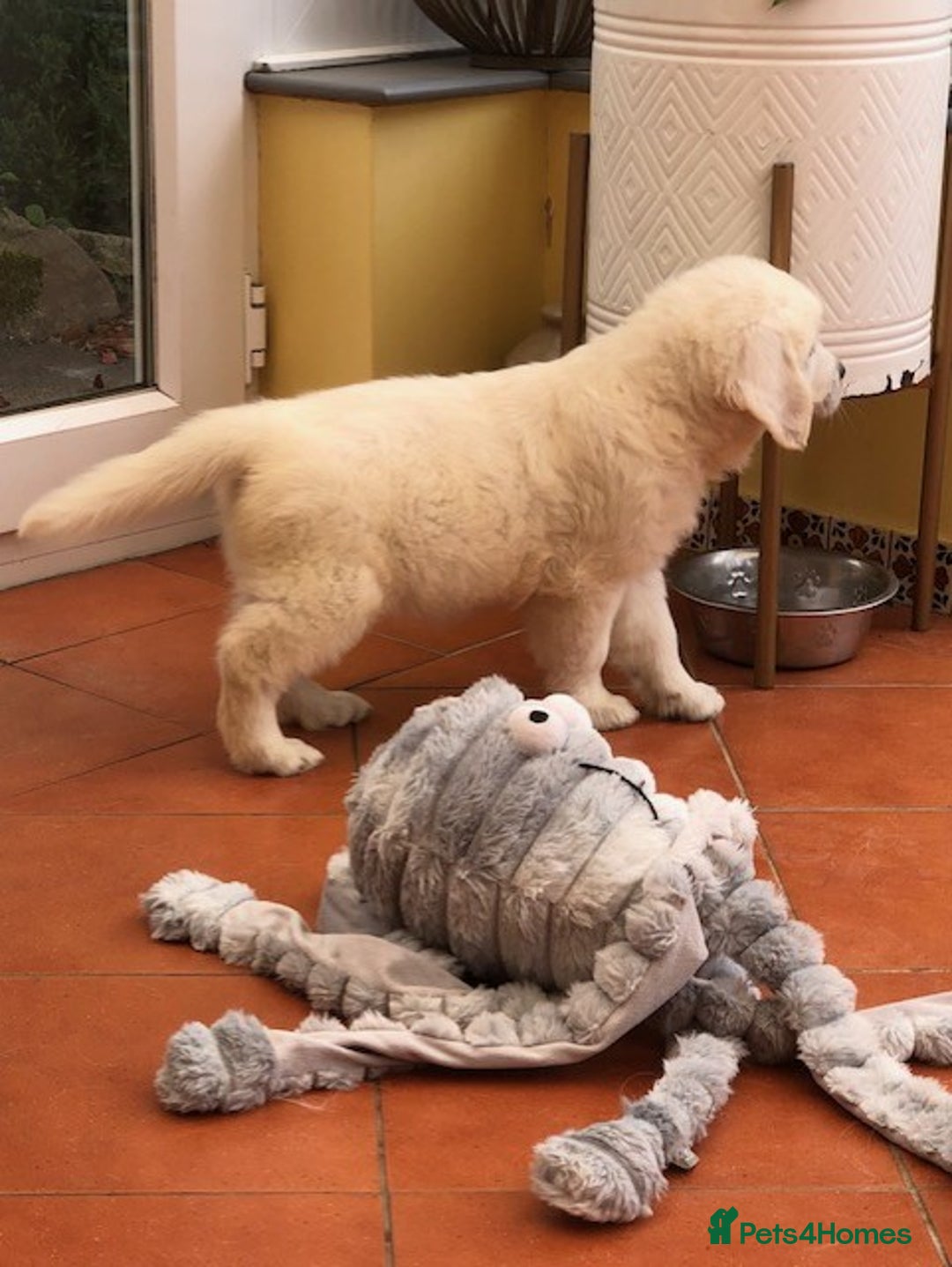Golden Retriever dogs for sale: Home bred Chunky cream Goldie pups - Image 8