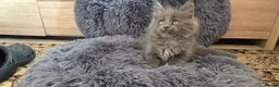 Maine Coon cats for sale: Maine coon kitten  - Advert 34