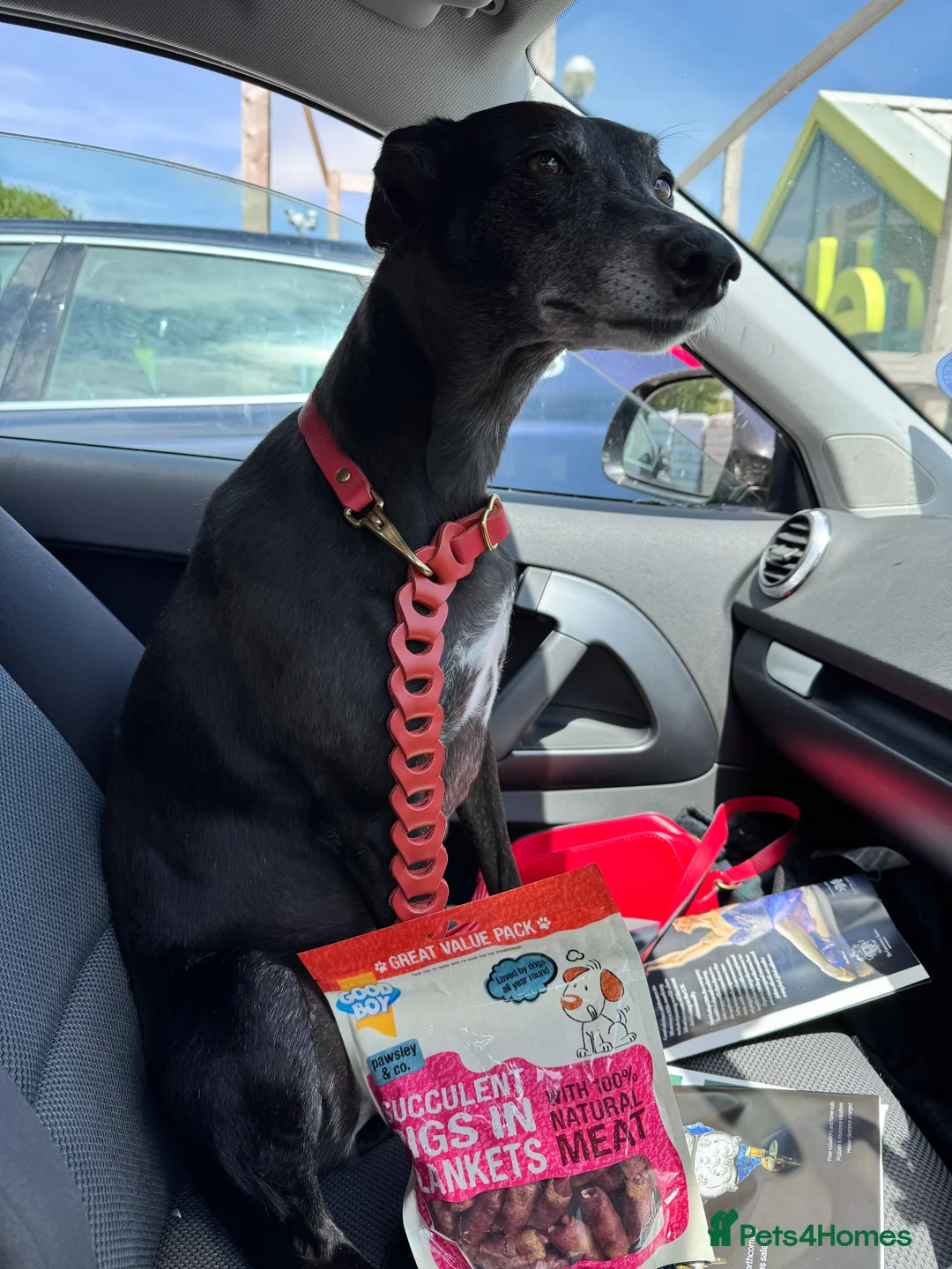 Mixed Breed dogs for sale: Whippet puppies for sale. - Advert 2
